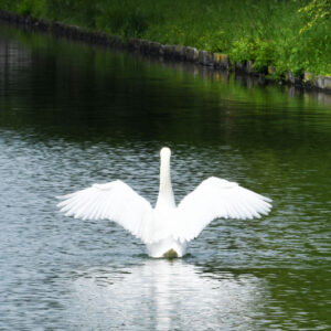Die Frau und der Schwan - Thomas Krieber - 2024